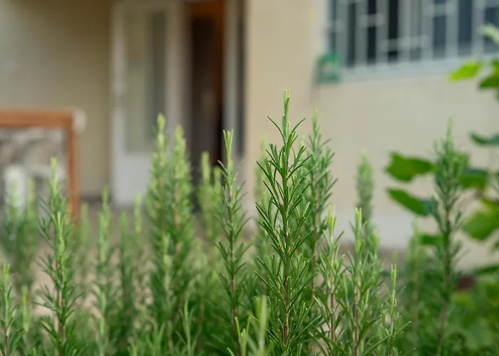 Sunny Clara Oenallo Nyaralo Prázdninový dům *